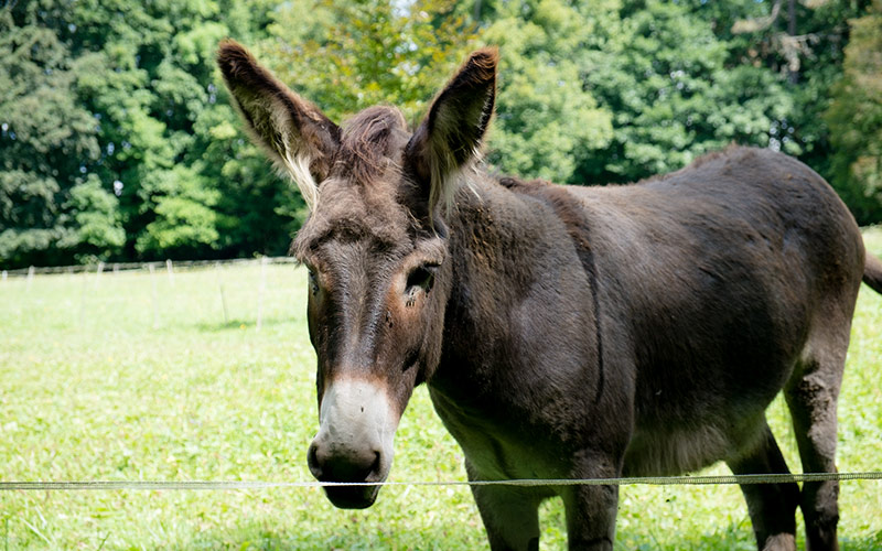A donkey in the Chateau