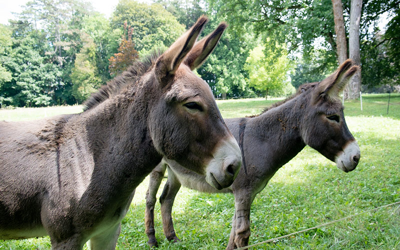Two donkeys in the Chateau
