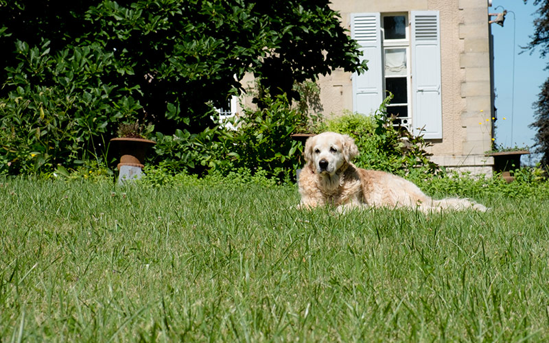 A dog in the garden of the Chateau