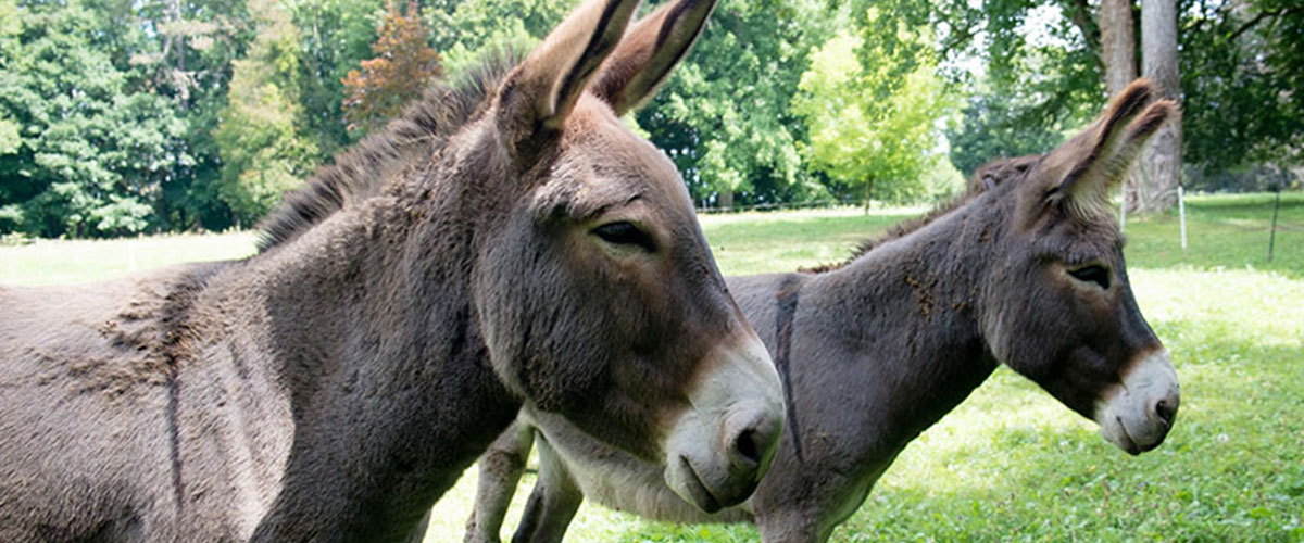 The two donkeys in the garden of the Chateau